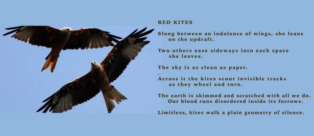 RED KITES