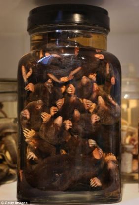 A JAR OF MOLES