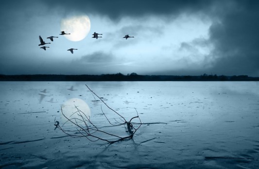 Nighttime Geese Clouds Moonlight Lake Flying Moon Tree 3d Wallpaper