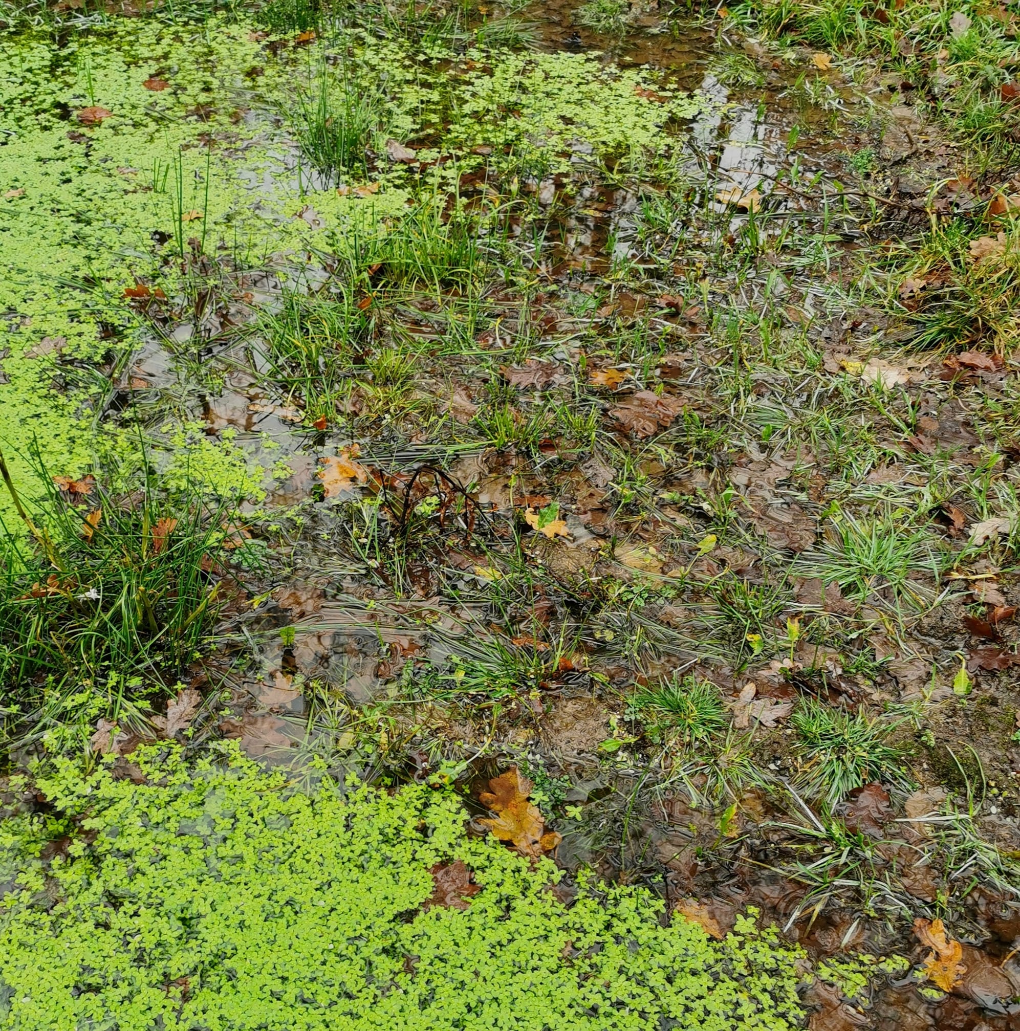 131957000_10163973042565538_5177761543261180266_o